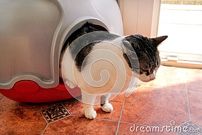 Cat using toilet, cat in litter box, for pooping or urinate, pooping in clean sand toilet. Cleaning cat litter box. Stock Photo