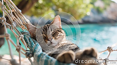 cat vacation in a nice resort, relax, cat-friendly, cats, chil Stock Photo