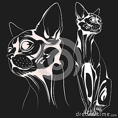 Cat vector Vector Illustration