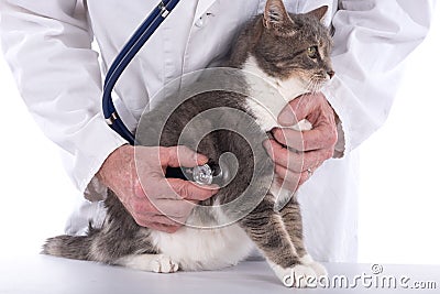 Cat at the vet clinic Stock Photo