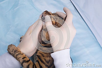 Cat in a veterinary clinic, on examination by a doctor, oral cavity, teeth, close-up, hands in rubber gloves Stock Photo