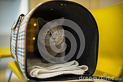 Cat in a veterinary clinic Stock Photo