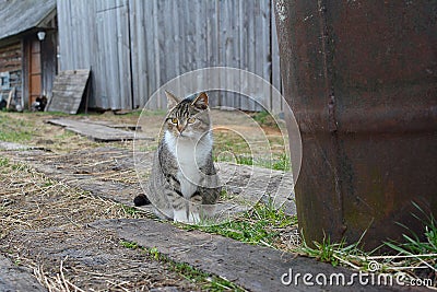 A cat in the village sits next to an iron barrel against the background Stock Photo
