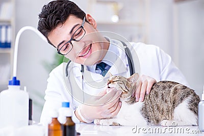 The cat visiting vet for regular check up Stock Photo