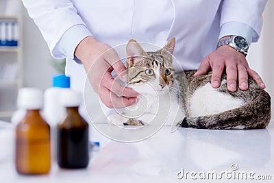 The cat visiting vet for regular check up Stock Photo