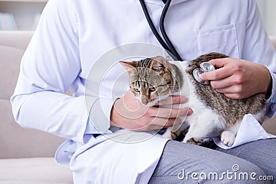 The cat visiting vet for regular check up Stock Photo