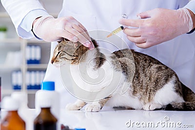 The cat visiting vet for regular check up Stock Photo