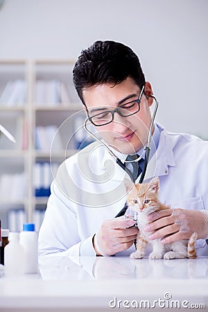 The cat visiting vet for regular check up Stock Photo