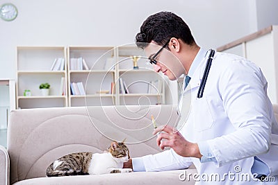 The cat visiting vet for regular check up Stock Photo