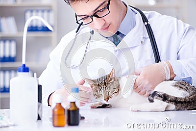 The cat visiting vet for regular check up Stock Photo