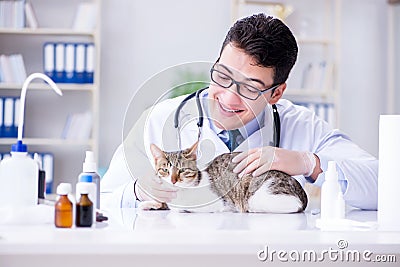 The cat visiting vet for regular check up Stock Photo