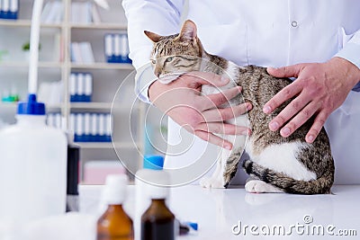 The cat visiting vet for regular check up Stock Photo