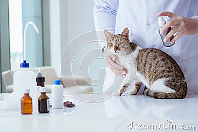 Cat visiting vet for regular checkup Stock Photo