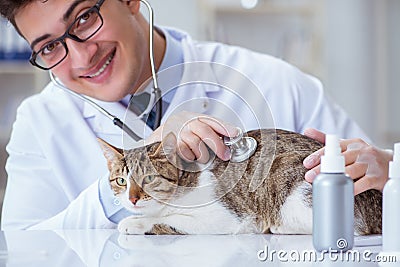 Cat visiting vet for regular checkup Stock Photo
