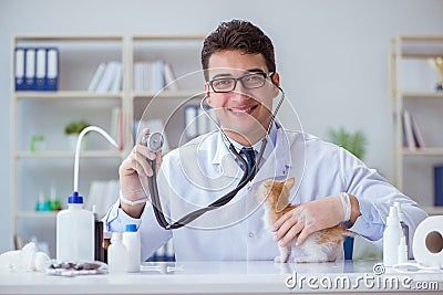 Cat visiting vet for regular checkup Stock Photo