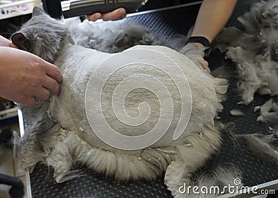 cat visits groomer, groomer cutting cat Stock Photo