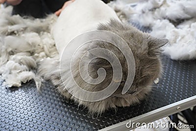 cat visits groomer, groomer cutting cat Stock Photo