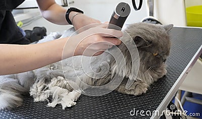 cat visits groomer, groomer cutting cat Stock Photo