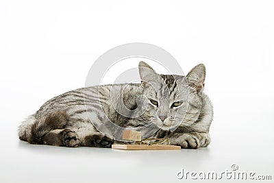 Cat wait on mouse. Stock Photo