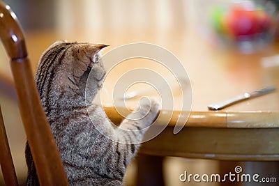 Cat waiting for food sitting like man at table Stock Photo