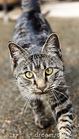 Cat Walking Towards / Looking at Camera Stock Photo