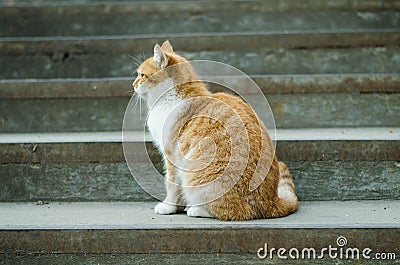 The cat walks along the street. Street cat. The cat is sitting on the fence. Cat by the sea. Red cats. Ginger cat. Stock Photo