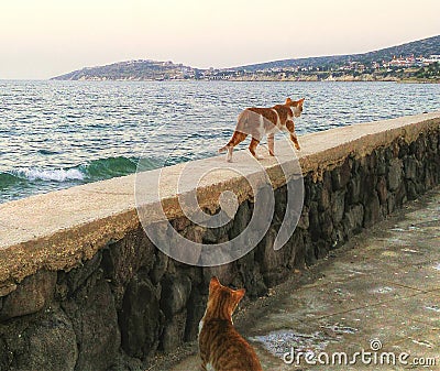 Cat on the wall with sea Stock Photo