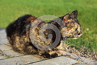 Cat wary Stock Photo