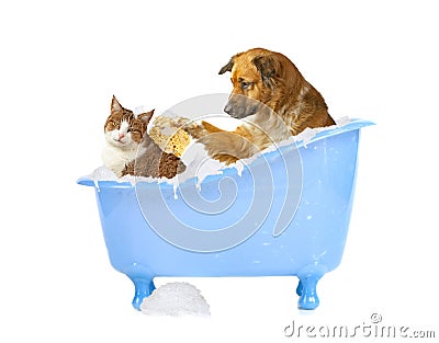 Cat-wash Stock Photo