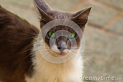 Cat watches with slightly anxious eyes, assessing situation around him, listening to every rustle, observing every Stock Photo