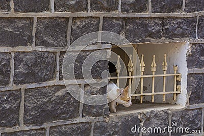 Cat watching through bars in traditional basalt building Stock Photo