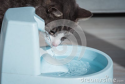 Cat with water dispenser. Cat water fountain. Pet thirst. Dehydration in a cat Stock Photo