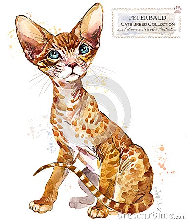 Cat. watercolor home pet illustration. Cats breeds series. Cartoon Illustration