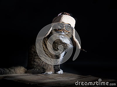 Cat Wearing Aviator Cap Stock Photo