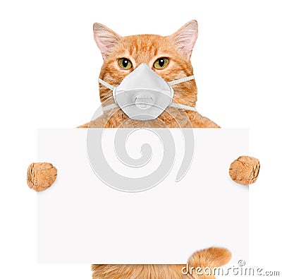 Cat wearing a face protective mask . Stock Photo