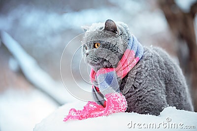 Cat wearing knitting scarf in snowy winter Stock Photo