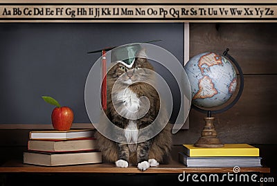 Cat Wearing Mortarboard Stock Photo