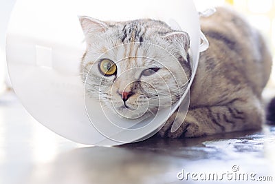 Cat wearing a protective buster collar Stock Photo