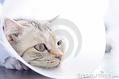 Cat wearing a protective buster collar Stock Photo