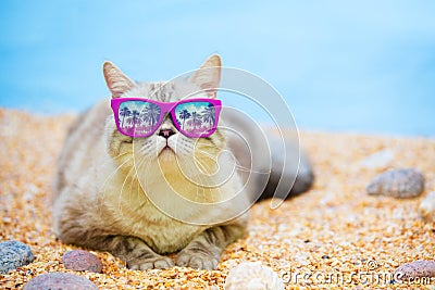 Cat relaxing on the beach Stock Photo