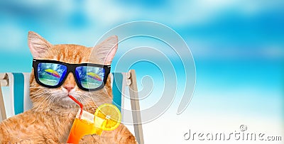 Cat wearing sunglasses relaxing sitting on deckchair. Stock Photo