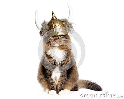 Cat Wearing Viking Helmet Stock Photo