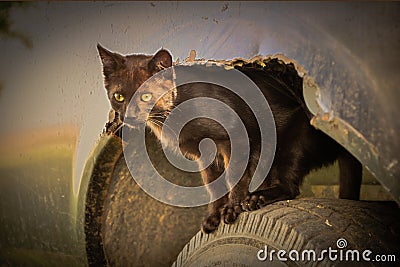 Cat In A Wheel Well Stock Photo