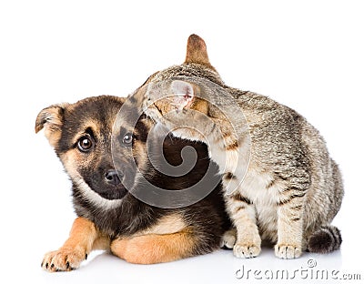 Cat whispers secrets to dog's ear. isolated on white background Stock Photo