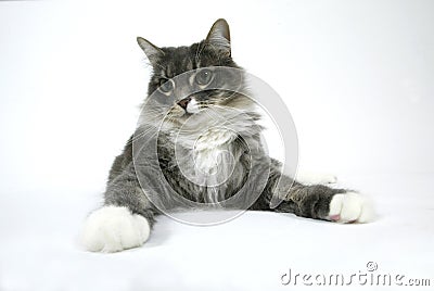 Cat on White Background Stock Photo