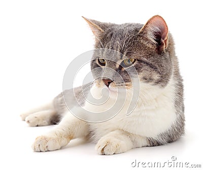 Cat on a white background Stock Photo