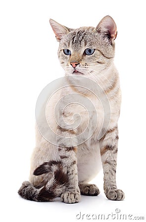 Cat on a white background Stock Photo