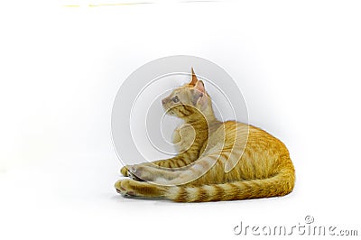 Cat on white background Stock Photo