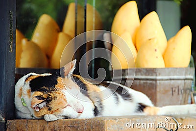 Cat in white, copper and black colors sleeping on the background of a basket of exotic fruits. Stock Photo