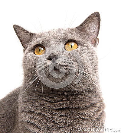 Cat on white Stock Photo